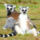 66ebfa4bd9944lemur catta