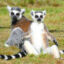 66ebfa4bd9944lemur catta